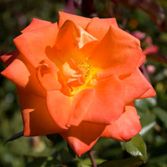Rosa monica 240*240