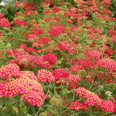 Achillea millefolium paprika