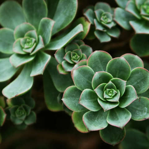 Aeonium haworthii