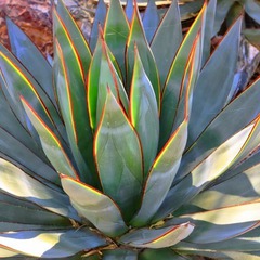 Agave blue glow