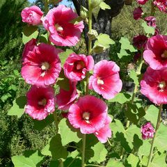 Alcea rosea