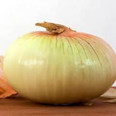 Allium cepa vidalia