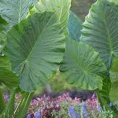 Alocasia odora