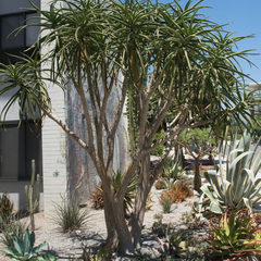 Aloe barberae