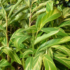 Alpinia zerumbet