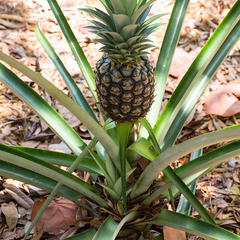 Ananas comosus