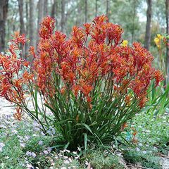 Anigozanthos hybridus