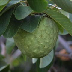 Annona cherimola