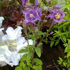 Aquilegia x biedermeier