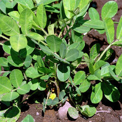 Arachis hypogaea