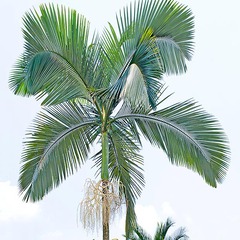 Archontophoenix alexandrae