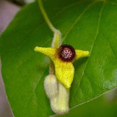 Aristolochia tomentosa