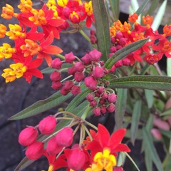 Asclepias curassavica silky deep red