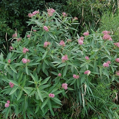 Asclepias incarnata