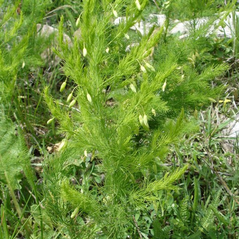 Asparagus pseudoscaber