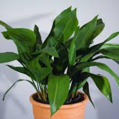 Aspidistra elatior