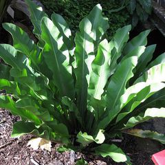 Asplenium goudeyi