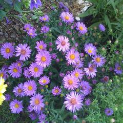 Aster novi belgii hybrid woods purple