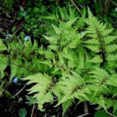 Athyrium niponicum pictum