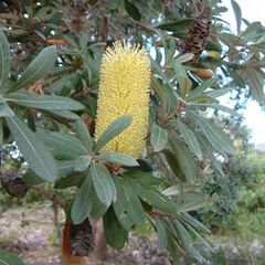 Banksia