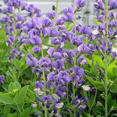 Baptisia australis