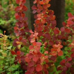 Berberis thunbergii orange rocket