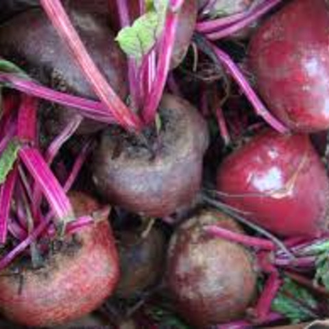 Beta vulgaris detroit dark red