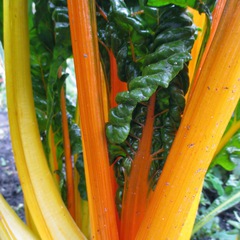 Beta vulgaris orange fantasia