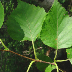 Betula papyrifera