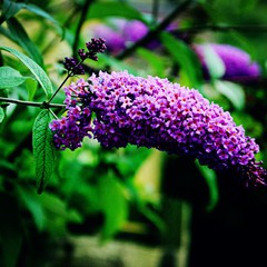 Buddleia