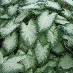 Caladium aaron