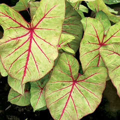 Caladium autumn beauty