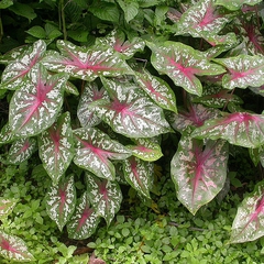 Caladium bicolor