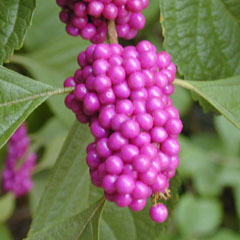 Callicarpa americana