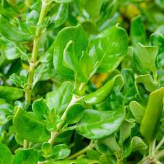 Caprosma repens