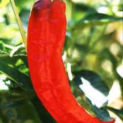 Capsicum annuum paprika