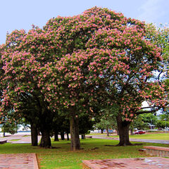 Ceiba speciosa