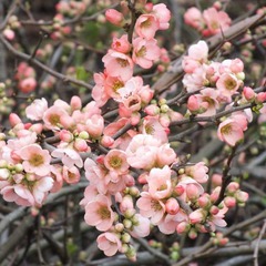 Chaenomeles