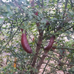 Citrus australasica