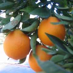 Citrus sinensis cara cara