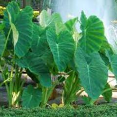 Colocasia