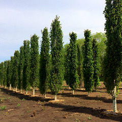 Columnar swedish aspen