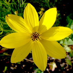 Coreopsis verticillata zagreb