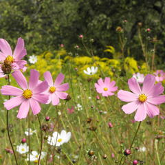 Cosmos bipinnatus