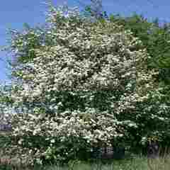 Crataegus monogyna