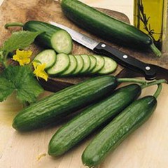 Cucumis sativus garden oasis