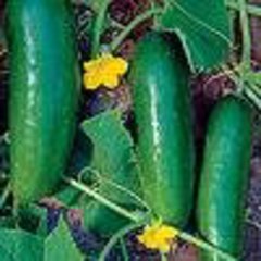 Cucumis sativus mideast prolific