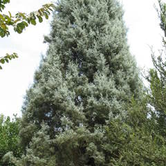 Cupressus arizona