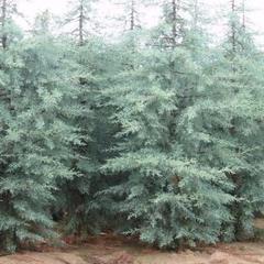 Cupressus arizona blue ice