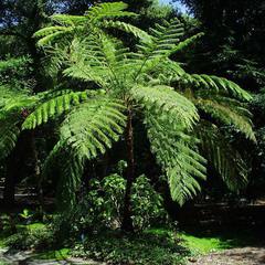 Cyathea cooperi